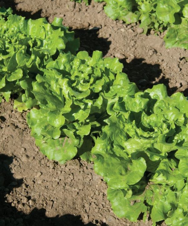 Nevada - Lettuce Seed