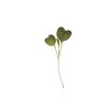Mizuna, Red Flash - (F1) Microgreen Seed