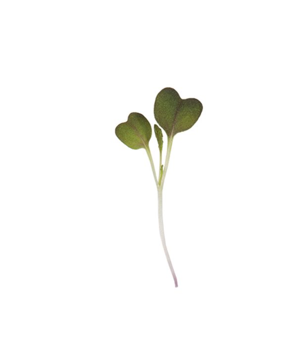 Mizuna, Red Flash - (F1) Microgreen Seed