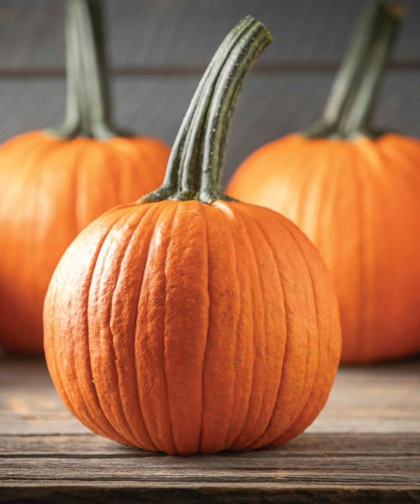 Jack of Hearts - (F1) Pumpkin Seed