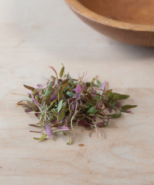 Amaranth, Bicolor - Microgreen Seed