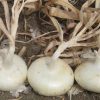 Meryt - (F1) Onion Seed