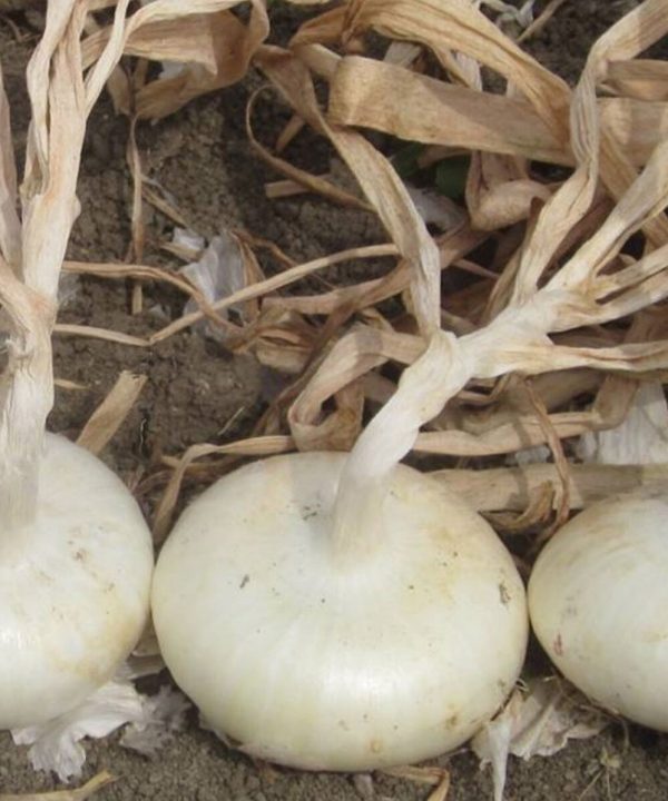 Meryt - (F1) Onion Seed