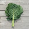 Cash Crop - Georgia Collard Seeds