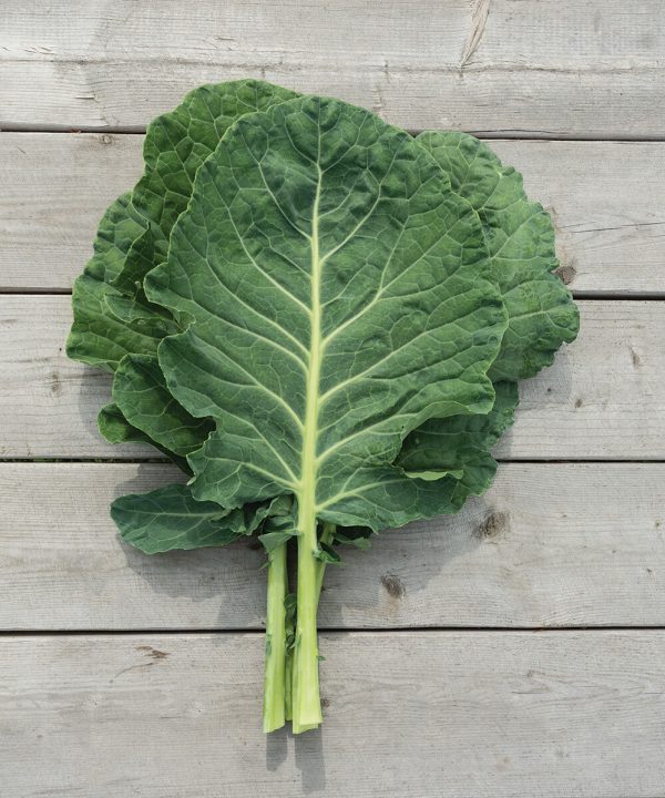 Cash Crop - Georgia Collard Seeds