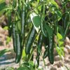 Impala - (F1) Serrano Pepper Seed