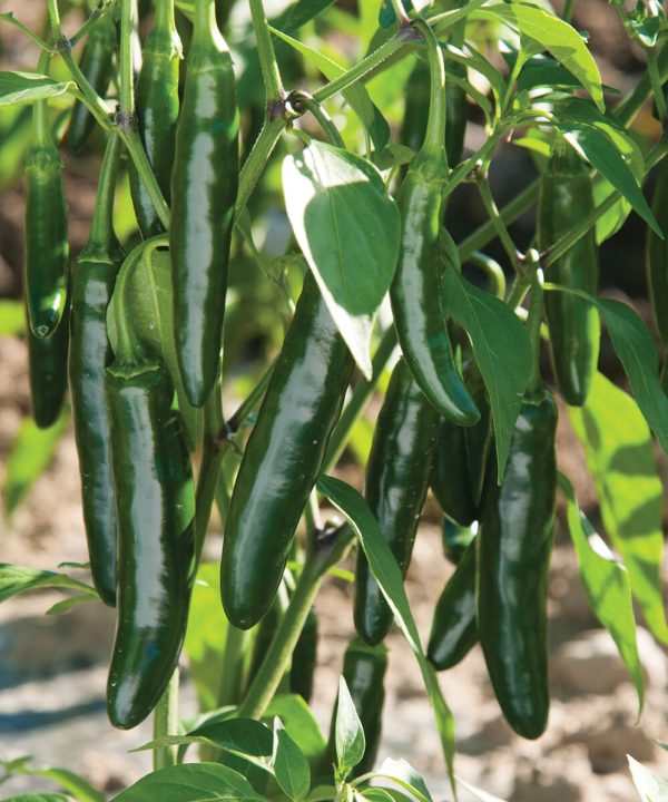 Impala - (F1) Serrano Pepper Seed