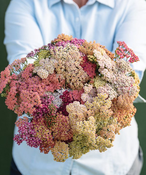 Summer? Pastels - Yarrow Seed