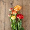 Gudoshnik Double - Tulip Bulb