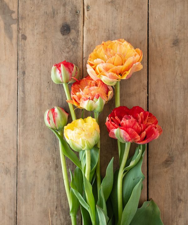 Gudoshnik Double - Tulip Bulb