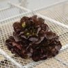 Salanova? Hydroponic Red Butter - Lettuce Seed