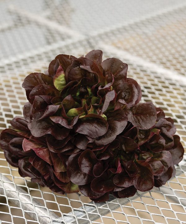 Salanova? Hydroponic Red Butter - Lettuce Seed