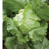 Crispino - Organic Lettuce Seed