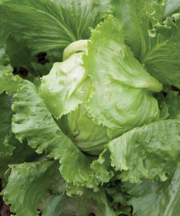 Crispino - Organic Lettuce Seed