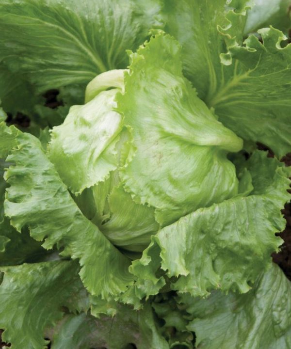 Crispino - Organic Lettuce Seed