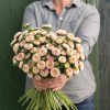 Matsumoto Apricot - Film-Coated China Aster Seed