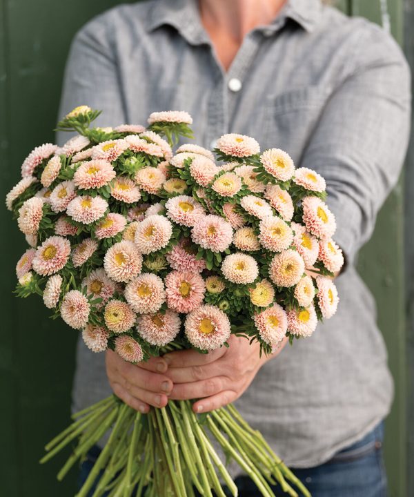 Matsumoto Apricot - Film-Coated China Aster Seed