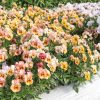 Nature? Antique Shades - (F1) Viola Seed