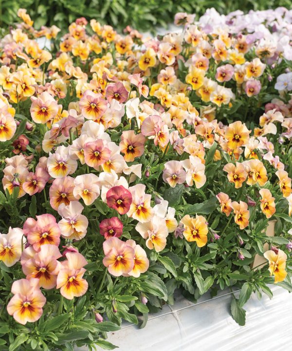 Nature? Antique Shades - (F1) Viola Seed