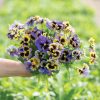 Frizzle Sizzle Yellow-Blue Swirl - Viola Seed