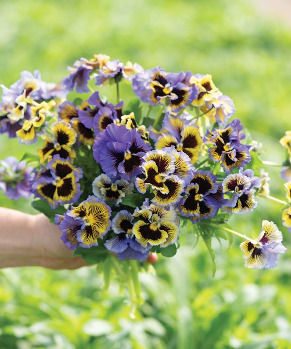 Frizzle Sizzle Yellow-Blue Swirl - Viola Seed
