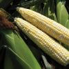 Latte - 1r (F1) Corn Seed
