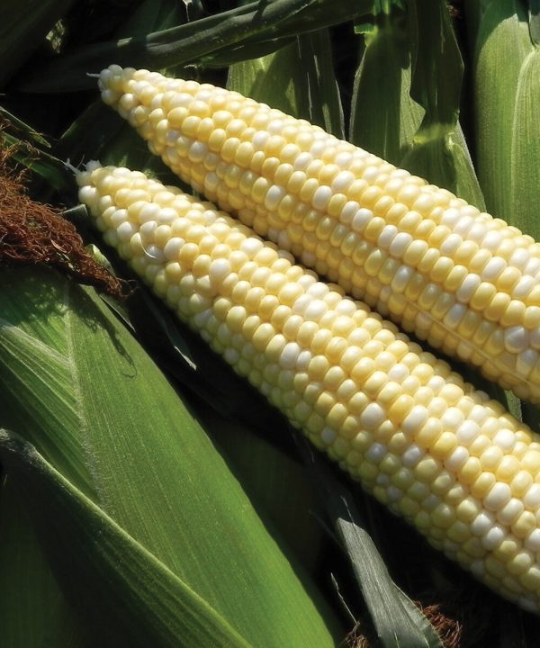 Latte - 1r (F1) Corn Seed