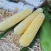 Tempo XR - Treated (F1) Corn Seed