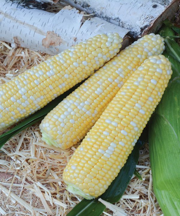 Tempo XR - Treated (F1) Corn Seed