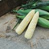 Superb MXR - Treated (F1) Corn Seed