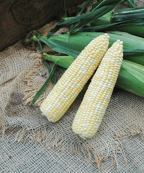 Superb MXR - Treated (F1) Corn Seed