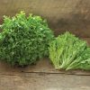 Intercut - Lettuce Seed