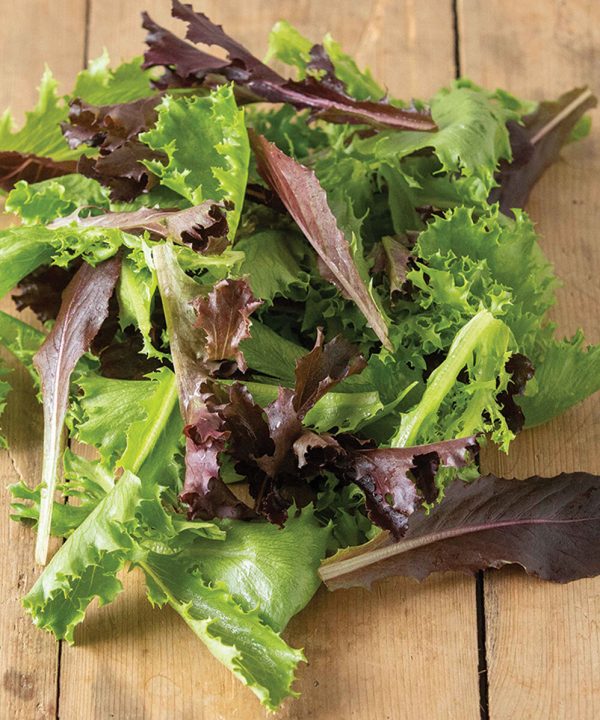 Starstruck Lettuce Mix - Vegetable Seed