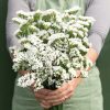 Forever Silver - Statice Seed