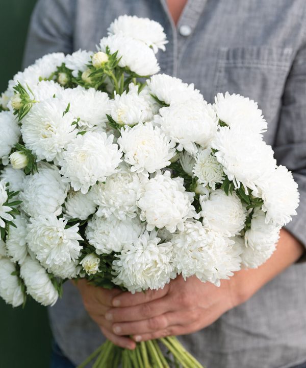 Tower White - China Aster Seed