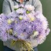 Hazaster Hagan Light Blue - China Aster Seed