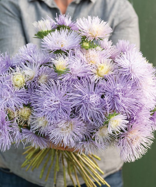 Hazaster Hagan Light Blue - China Aster Seed