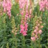 Potomac Dark Pink - (F1) Snapdragon Seed