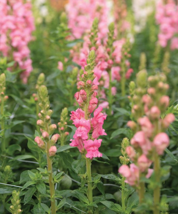 Potomac Dark Pink - (F1) Snapdragon Seed