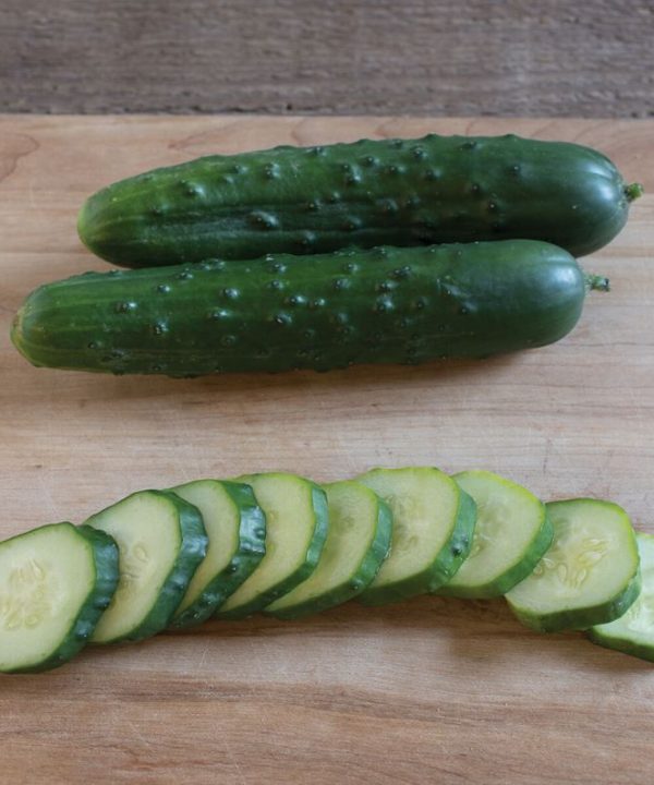 General Lee - Treated (F1) Cucumber Seed