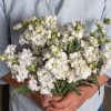 Katz Hi Double White - Stock Seed