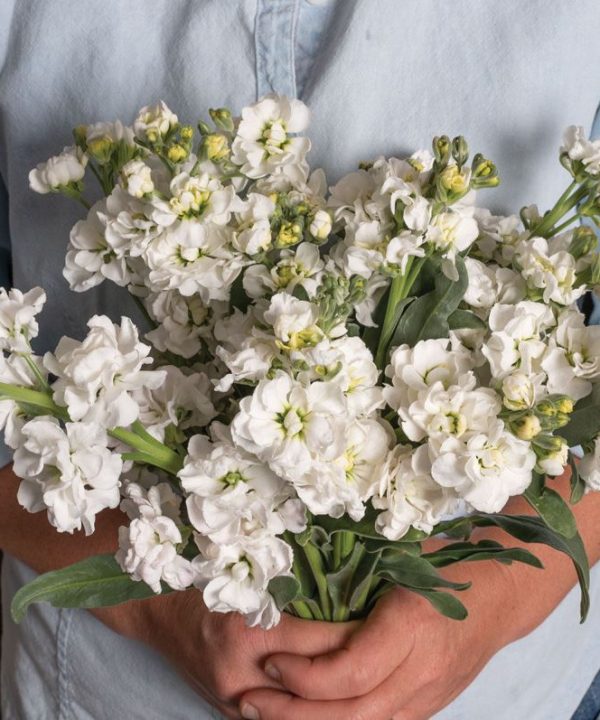 Katz Hi Double White - Stock Seed
