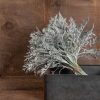 Silverdust - Dusty Miller Seed