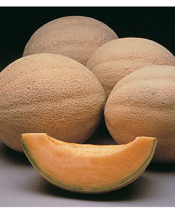 Athena - (F1) Melon Seed