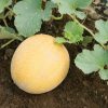 Arava - Organic (F1) Melon Seed