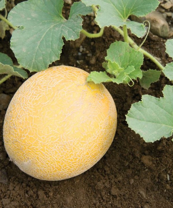 Arava - Organic (F1) Melon Seed
