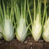 Dragon - Organic (F1) Fennel Seed