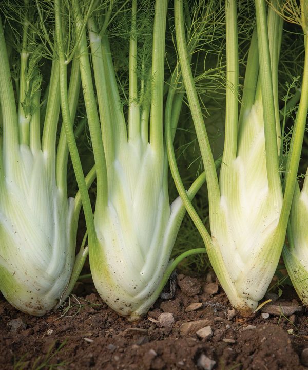 Dragon - Organic (F1) Fennel Seed
