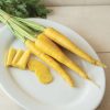 Yellow Moon - Yellow Carrot Seeds