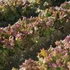 Vulcan - Organic Lettuce Seed